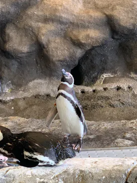 しながわ水族館に投稿された画像（2022/7/18）