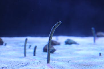 名古屋港水族館に投稿された画像（2022/7/18）