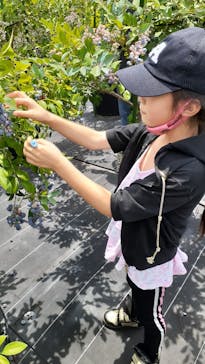 甲斐こまベリーファームに投稿された画像（2022/7/18）