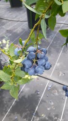 甲斐こまベリーファームに投稿された画像（2022/7/18）