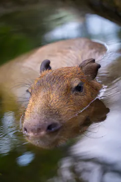 神戸どうぶつ王国に投稿された画像（2022/7/18）