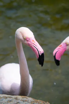 神戸どうぶつ王国に投稿された画像（2022/7/18）