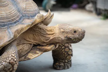 神戸どうぶつ王国に投稿された画像（2022/7/18）