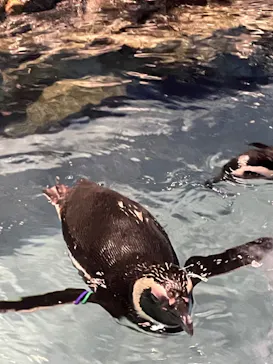 すみだ水族館に投稿された画像（2022/7/18）