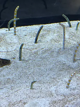 すみだ水族館に投稿された画像（2022/7/18）