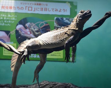 サンシャイン水族館に投稿された画像（2022/7/18）