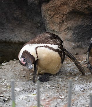 サンシャイン水族館に投稿された画像（2022/7/18）
