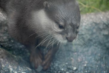 サンシャイン水族館に投稿された画像（2022/7/18）