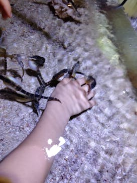 ゼロ距離水族館 伊勢シーパラダイスに投稿された画像（2022/7/18）