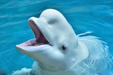 名古屋港水族館に投稿された画像（2022/7/18）