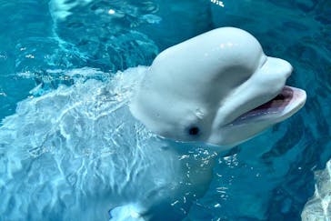 名古屋港水族館に投稿された画像（2022/7/18）