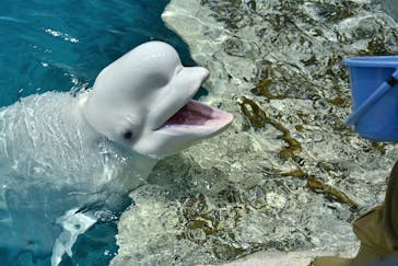 名古屋港水族館に投稿された画像（2022/7/18）