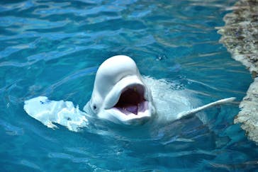 名古屋港水族館に投稿された画像（2022/7/18）