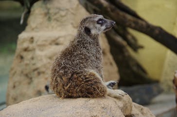 東武動物公園に投稿された画像（2022/7/18）