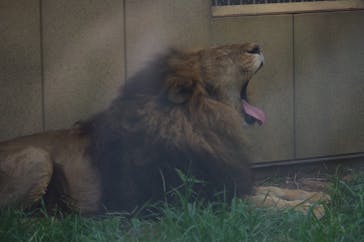 東武動物公園に投稿された画像（2022/7/18）