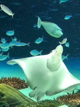 サンシャイン水族館に投稿された画像（2022/7/18）