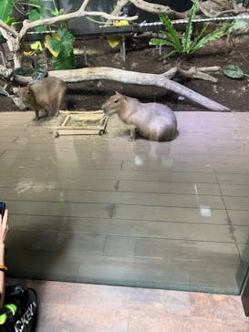 カワスイ 川崎⽔族館に投稿された画像（2022/7/18）