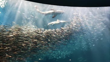 名古屋港水族館に投稿された画像（2022/7/18）