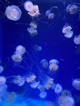 新江ノ島水族館に投稿された画像（2022/7/18）