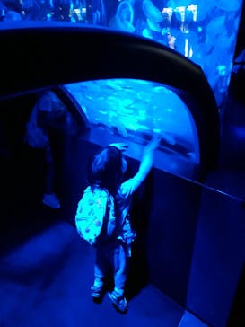 京都水族館に投稿された画像（2022/7/18）