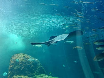 新江ノ島水族館に投稿された画像（2022/7/18）