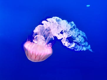 新江ノ島水族館に投稿された画像（2022/7/18）