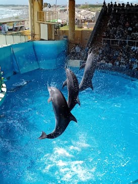 新江ノ島水族館に投稿された画像（2022/7/18）