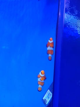 新江ノ島水族館に投稿された画像（2022/7/18）