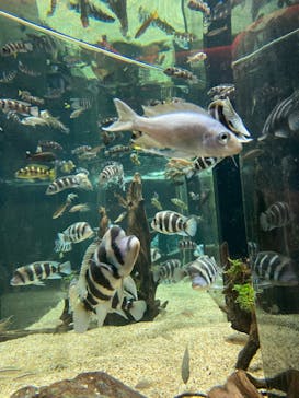 カワスイ 川崎⽔族館に投稿された画像（2022/7/19）