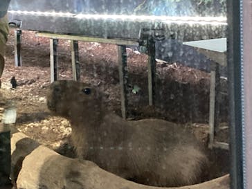 カワスイ 川崎⽔族館に投稿された画像（2022/7/19）