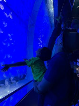 アクアワールド茨城県大洗水族館に投稿された画像（2022/7/19）