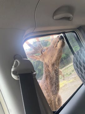 那須サファリパークに投稿された画像（2022/7/19）