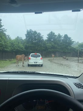 那須サファリパークに投稿された画像（2022/7/19）