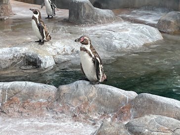 東武動物公園に投稿された画像（2022/7/19）