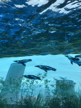 サンシャイン水族館に投稿された画像（2022/7/19）