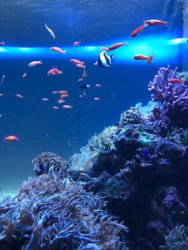 サンシャイン水族館に投稿された画像（2022/7/19）