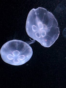 サンシャイン水族館に投稿された画像（2022/7/19）