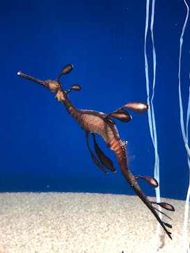 サンシャイン水族館に投稿された画像（2022/7/19）