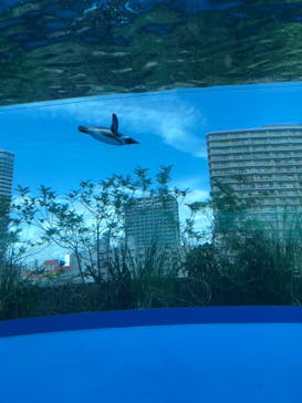 サンシャイン水族館に投稿された画像（2022/7/19）