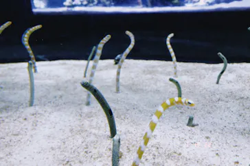 すみだ水族館に投稿された画像（2022/7/19）