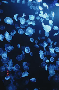 すみだ水族館に投稿された画像（2022/7/19）