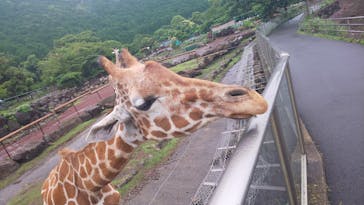 伊豆アニマルキングダムに投稿された画像（2022/7/19）