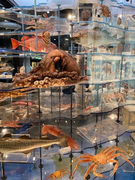 国立科学博物館に投稿された画像（2022/7/19）