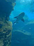 仙台うみの杜水族館に投稿された画像（2022/7/19）