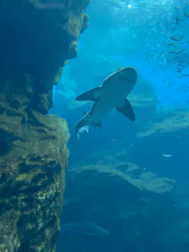 仙台うみの杜水族館に投稿された画像（2022/7/19）