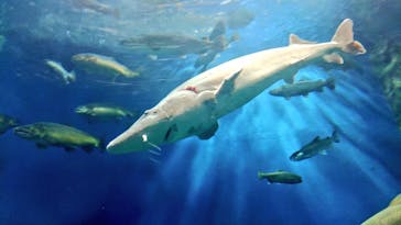 サケのふるさと 千歳水族館に投稿された画像（2022/7/19）