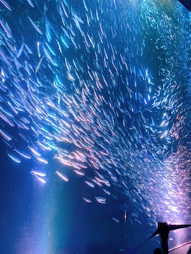 名古屋港水族館に投稿された画像（2022/7/19）