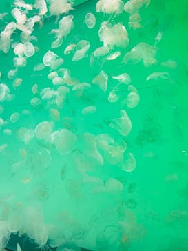 アクアワールド茨城県大洗水族館に投稿された画像（2022/7/19）