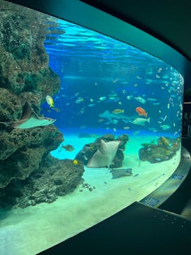 サンシャイン水族館に投稿された画像（2022/7/19）