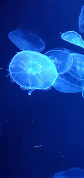 すみだ水族館に投稿された画像（2022/7/19）